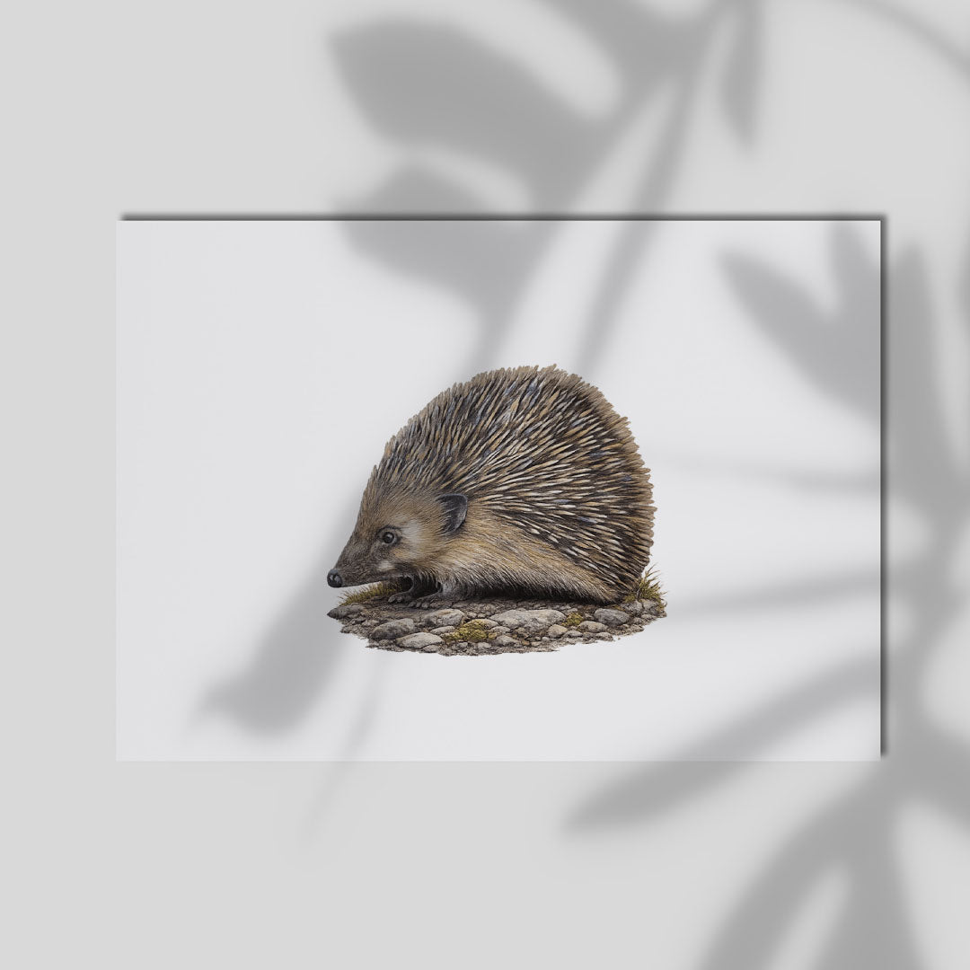 Cotton Rag Fine Art Print A4 - Charming hedgehog artwork with fine art details printed on smooth cotton rag