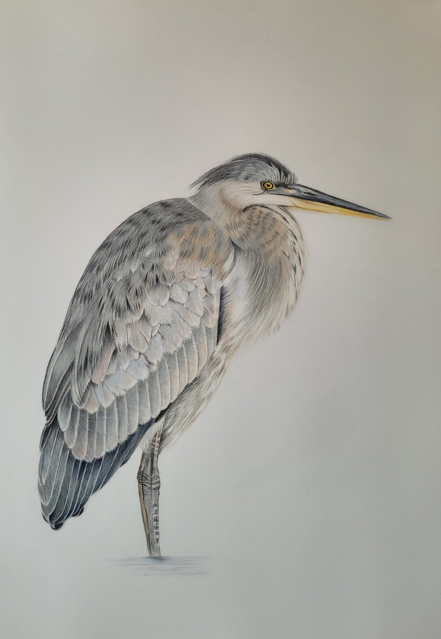 Hebridean Heron