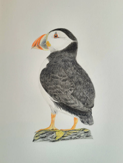 Puffin Print Test 1